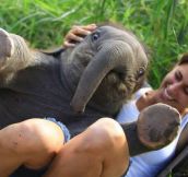 A baby elephant sat on my friend…