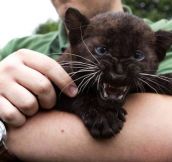 Baby panthers can be tough and cute at the same time…