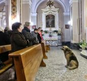 Dog Attends Mass At This Church Everyday Because It’s Where He Last Saw His Owner..Awwwww