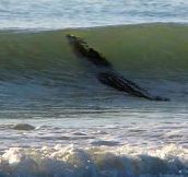 Giant Crocodile Decides To Ride Some Waves, Closes Down Australian Beach… Amazing Pictures