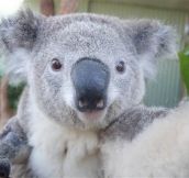 Say cheese! Koalas snap selfies at Aussie zoo…So Cute