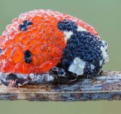 Ladybug in Morning Dew