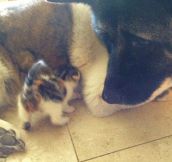 A Former Guard Dog Meets A Kitten Dumped In The Woods. And My Heart Can’t Handle The Result.