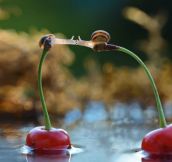 12 Incredible Photos That Prove Snails Live In A Magic World