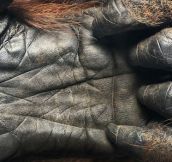 A 44 year old Orangutan hand.