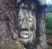Loggers find 200 year old face carved in tree