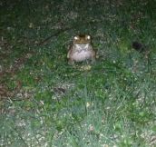 Found the real life hypnotoad