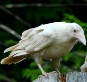 A very rare white raven (only a few are born every year)