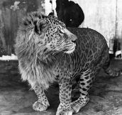 This is a Leopon (Lion and Leopard crossbreed)