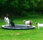 “Today I came across goats playing on a trampoline while driving around and it was the happiest thing I’ve ever seen…”