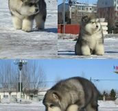 It’s fat and fluffy and I need one…