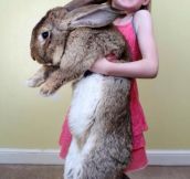 Worlds Largest Bunny