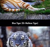 I Had No Idea There Were Blue Colored Tigers Too