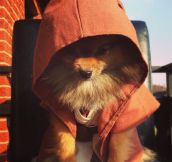 Jedi Master Pomeranian Is Watching You