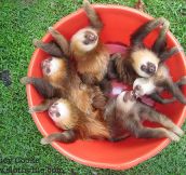 The Most Adorable Bucket Of Baby Sloths In The World