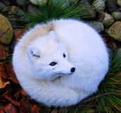 Gorgeous Arctic Fox