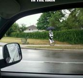 The Rare Unicycling Stormtrooper