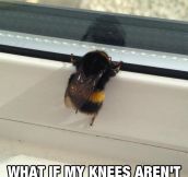 Poor Little Bee