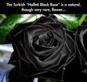 The Only Acceptable Rose For a Goth’s Wedding Anniversary