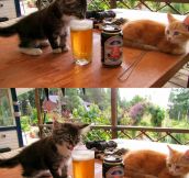 Kitten’s First Beer
