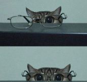 Cat In Glasses Isn’t Kitten Around