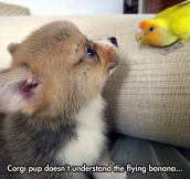 He Corgially Invited That Flying Banana Into His Life