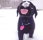 This Dog Truly Loves Snow