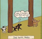 Social Media For Dogs