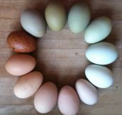 A Color Wheel Of Farm Fresh Eggs