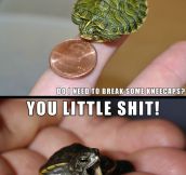 Adorable Tiny Turtles