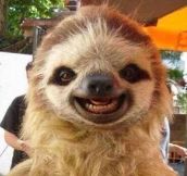 Hey Sloth, Say Cheese
