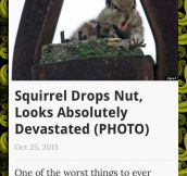 Squirrel Problems