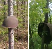 Add Post World War II Equipment Swallowed By Trees In Russia