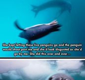 An Unbelievable Encounter With A Leopard Seal