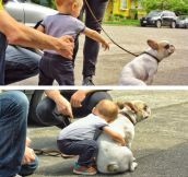 Little Boy Meets French Bulldog