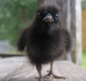 This Is What a Baby Raven Looks Like