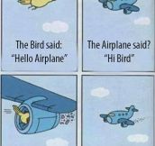 Bird And Plane Become Friends