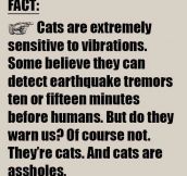 Another Cat Fact