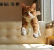 Cat In Mid-Air