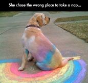 Rainbow Labrador