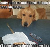 Dog Thoughts On Food