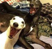 Greyhounds Have The Happiest Smiles