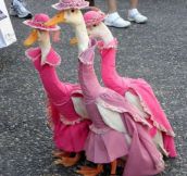 Let’s Take A Moment To Appreciate These Custom Made Duck Dresses