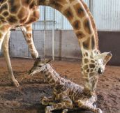 Giraffe Cleaning Her Baby