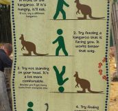 Kangaroo Feeding Tips