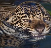 Water Surface Tension