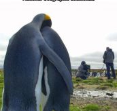 Poor Penguin