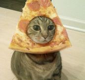 Magnificent Pizza Cat