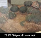 Raptor Nest Fossil