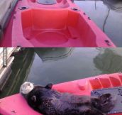 Lazy Sea Otter